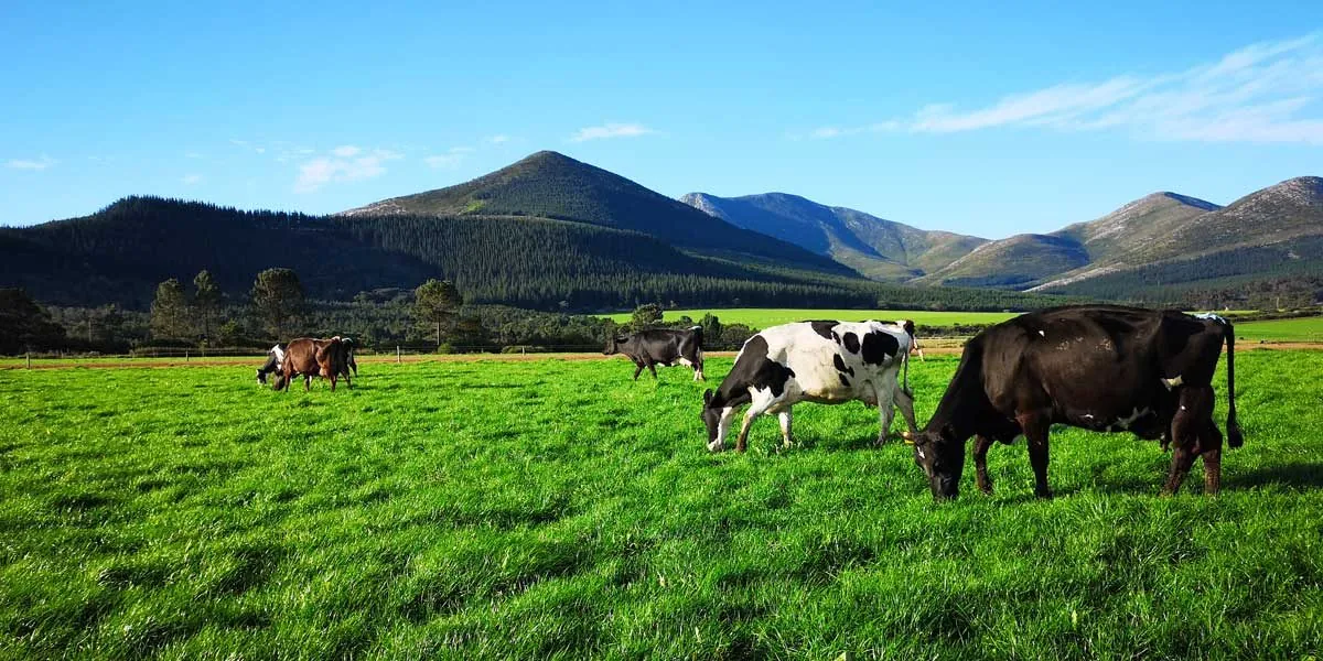 Cows grazing on green pasture below mountains