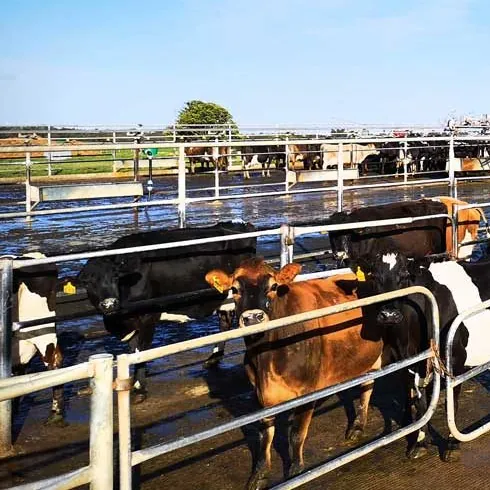 Jersey and Holstein cows waiting in a holding pen